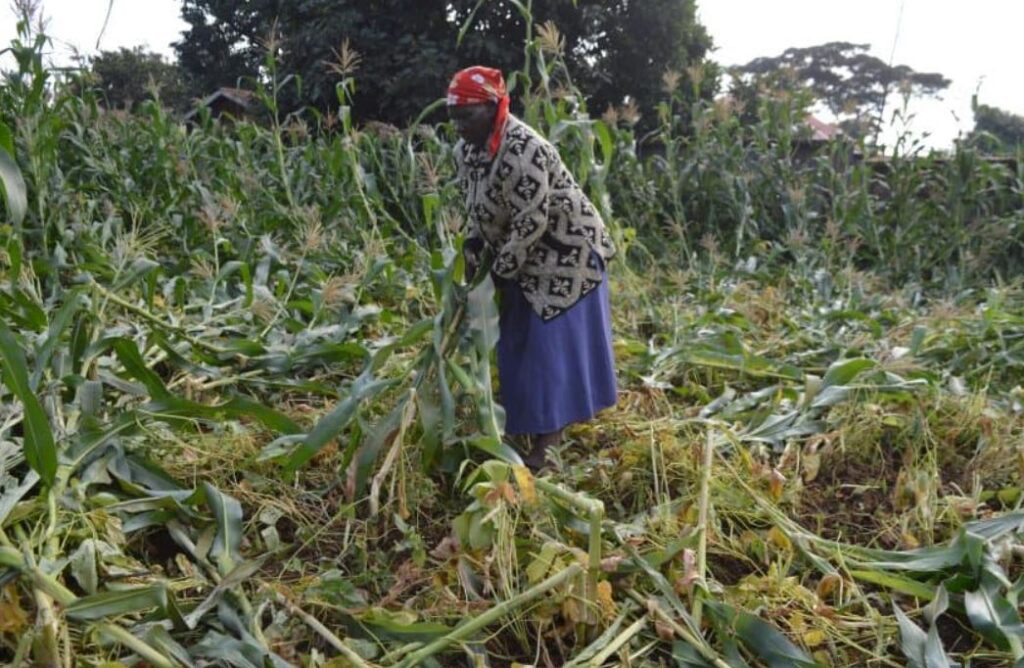 President Ruto helicopters leaves trail of damage in Kanjai Village in Githunguri