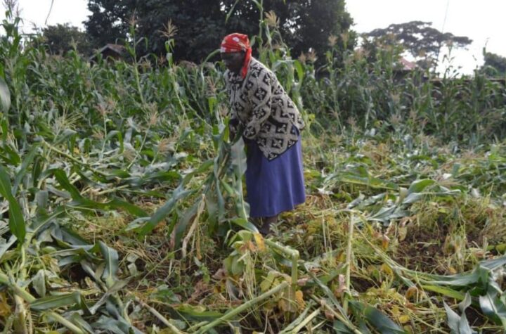 President Ruto helicopters leaves trail of damage in Kanjai Village in Githunguri