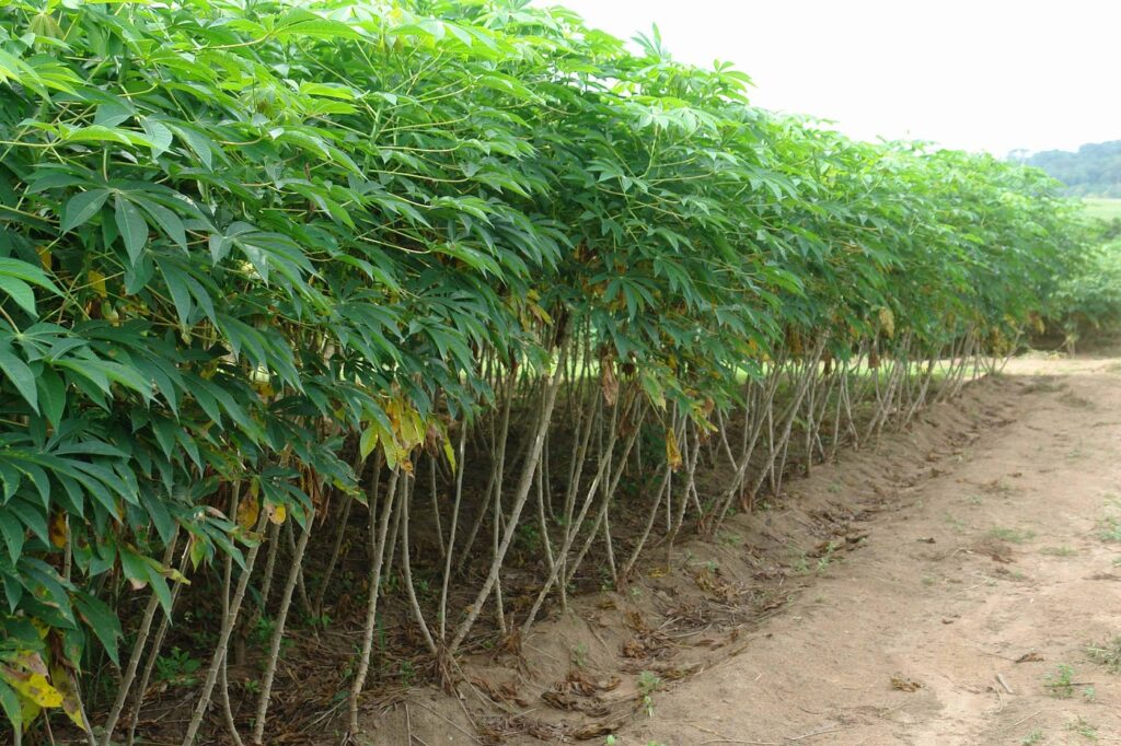 Kenya Set to Boost Cassava Productivity with National Conference